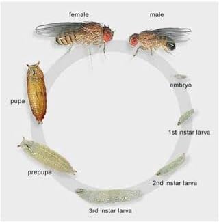 16 oz Deli Cup and Fabric Vented Insect Feeder lids by Snout & Shell - Pack of 10 Cups and lids - Pet Explorer