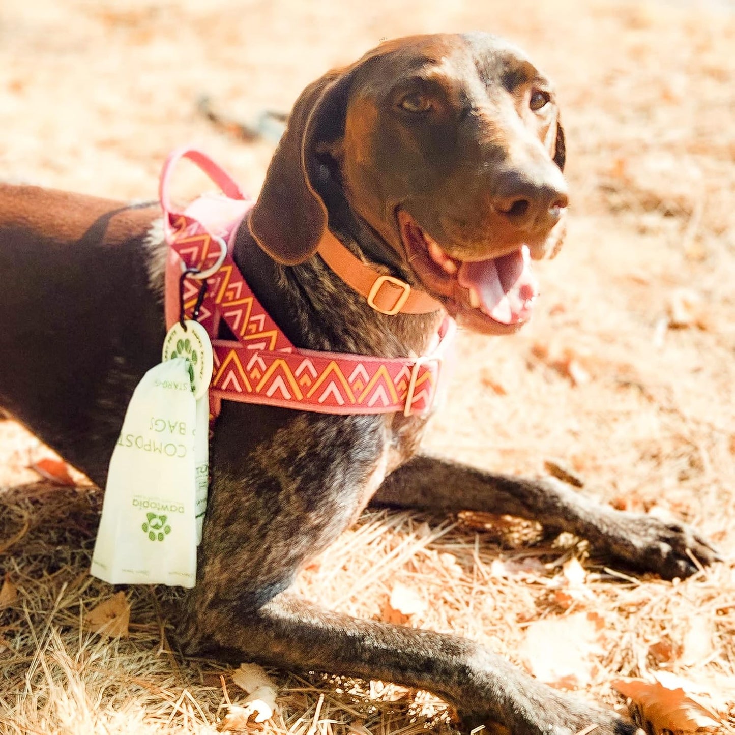 Certified Home Compostable Dog Poop Bags (60) + Pink Poop Bag Carrier, Biodegradable Poop Bags, Cat Litter, Vegetable Starches, Leakproof Dog Waste Bags, Easy to Open - Pet Explorer