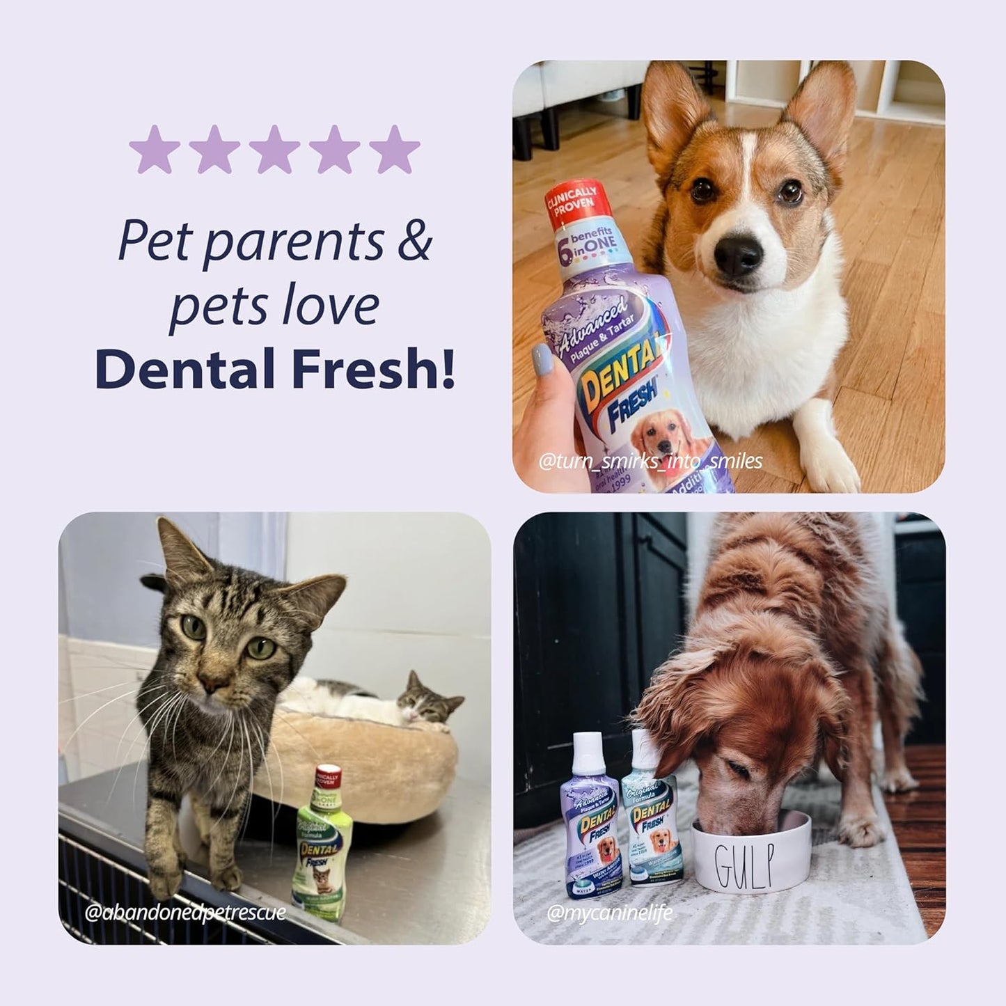 Dental Fresh Advanced Plaque and Tartar Water Additive, 32oz – Dog Teeth Cleaning Formula to Freshen Breath and Improve Cat & Dog Dental Care - Pet Explorer