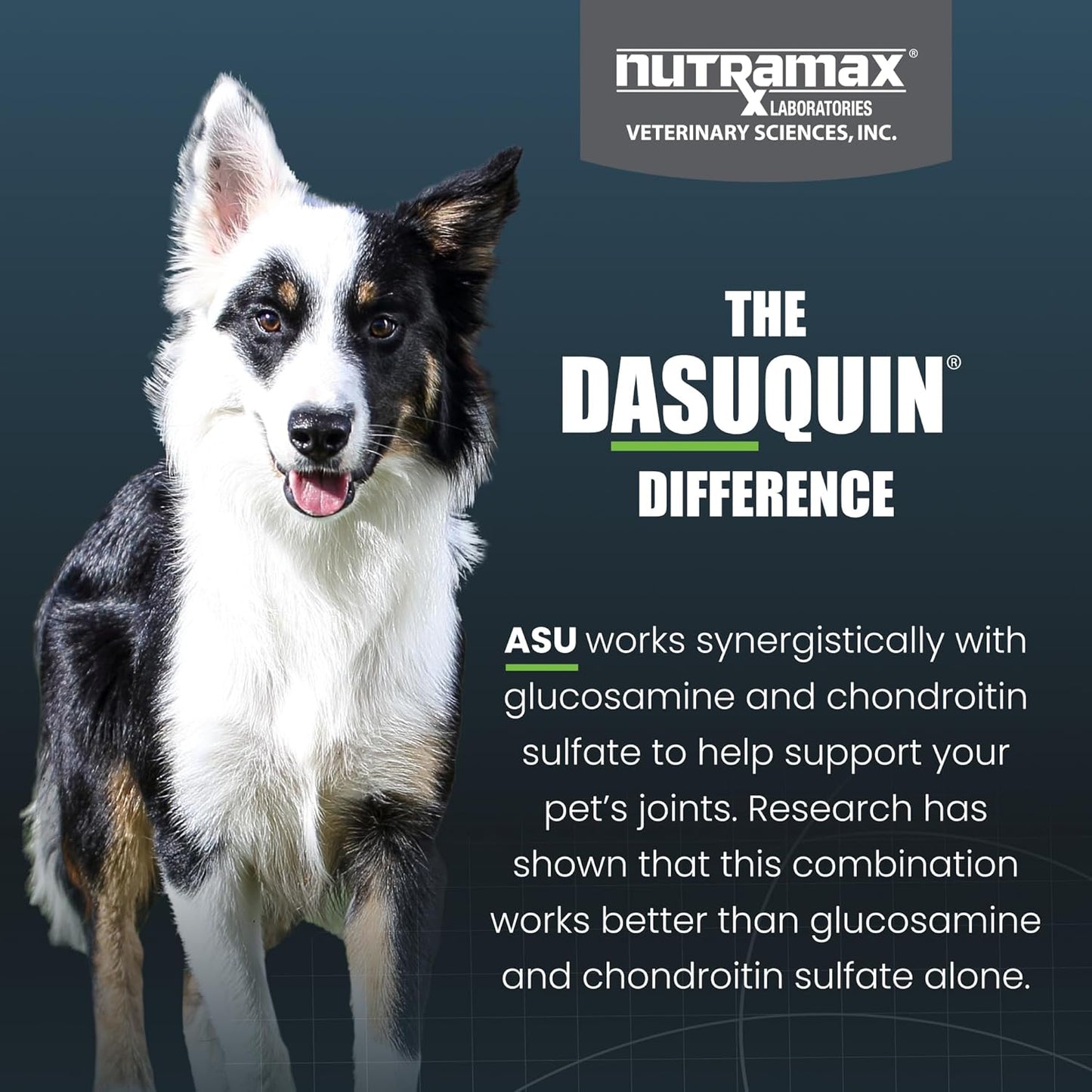 Nutramax Dasuquin for Small to Medium Dogs, Joint Health Supplement, Contains Glucosamine for Dogs, Plus Chondroitin, ASU and More, Supports Healthy Joints, Soft Chews, 84 Count - Pet Explorer