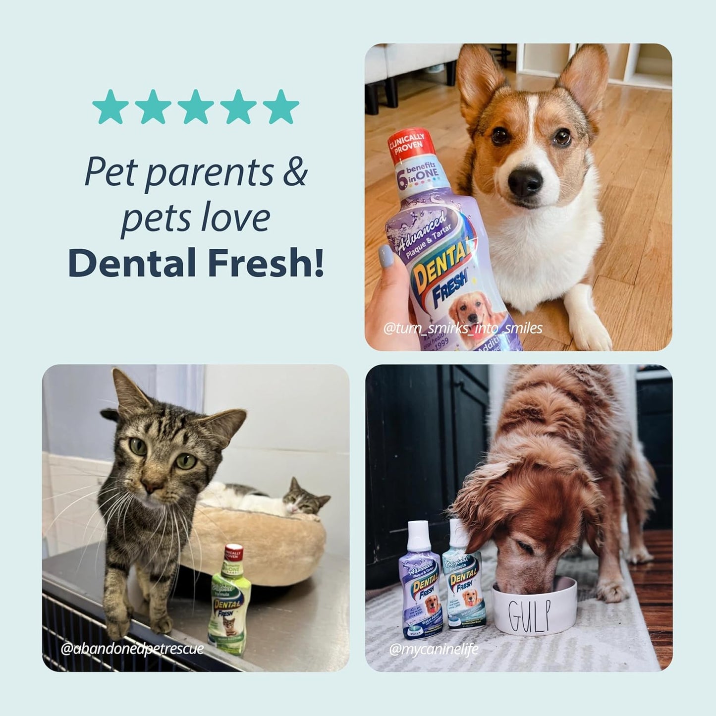 Dental Fresh Water Additive for Dogs, Original Formula, 32oz – Dog Breath Freshener and Dog Teeth Cleaning for Dog Dental Care– Add to Water - Pet Explorer