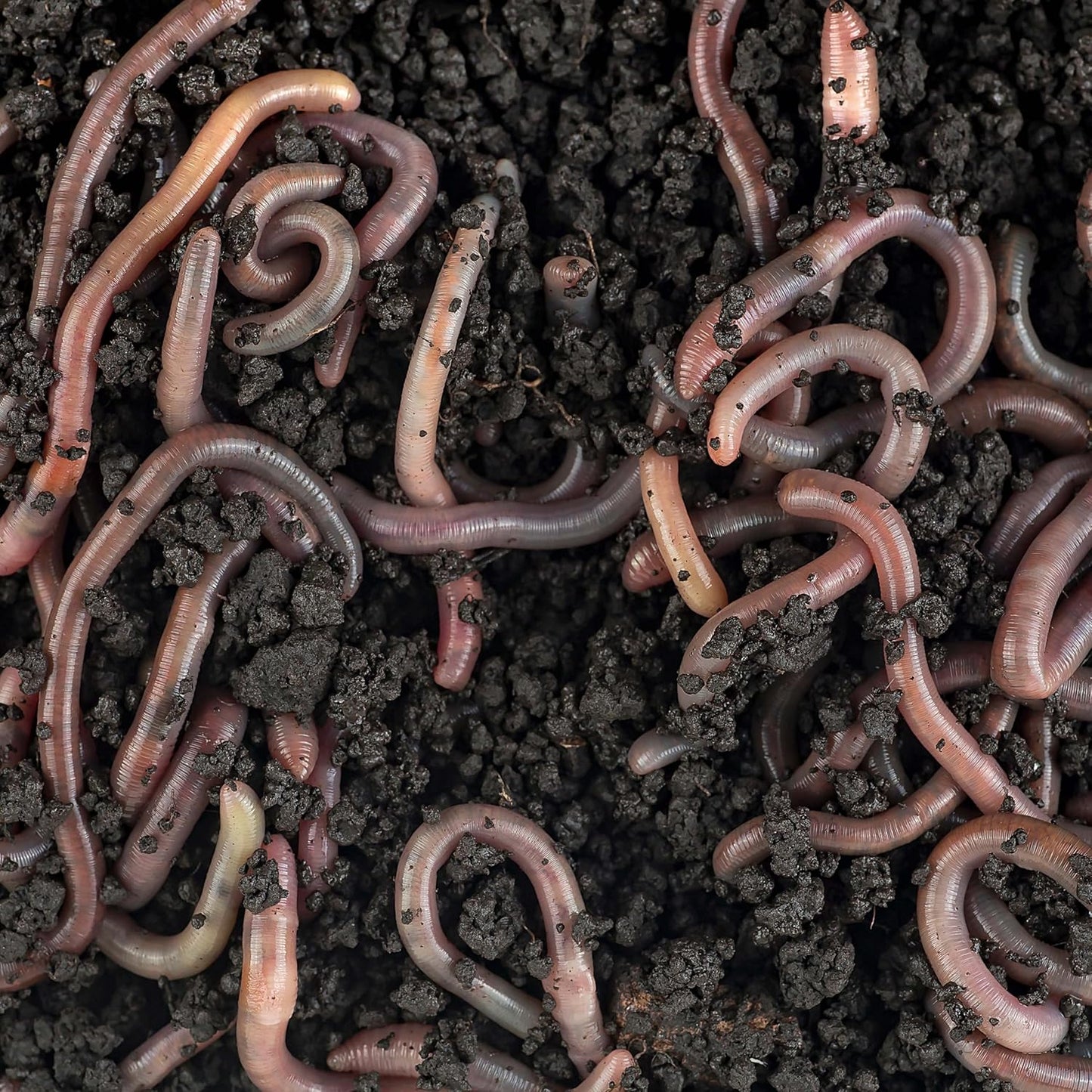 Worm Bliss (8 Qts) - Organic Worm Castings for Plants & Gardening - OMRI-Listed Earthworm Castings for Plants, Vegetables, Flowers, & Potting Soil - Organic Garden Fertilizer Rich in Nutrients - Pet Explorer