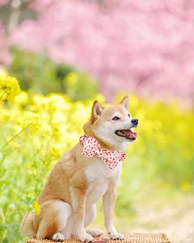 Valentine's Dog Collar with Bow (Pink Heart / Large (Pack of 1))