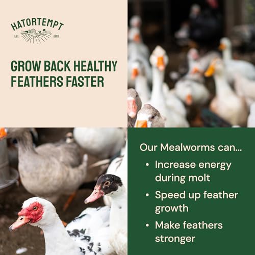 2lb Dried Mealworms for Wild Birds & Chickens (2 Pound (Pack of 1))