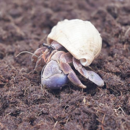 15oz Coco Coir Brick for Hermit Crab (15 oz)