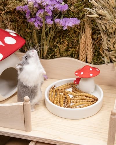 Small Animal Snack & Treats
