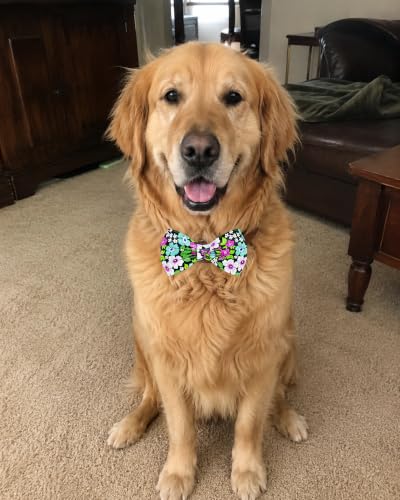 10 Pack Daily Dog Bowties for Large Dogs Sliding on Collar (M/L)