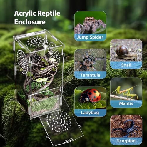 Jumping Spider Enclosure (Small-8''x4''x4'')
