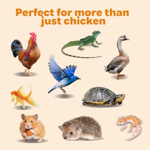 20lb Dried Mealworms for Chickens Duck High Protein Birds Treat (20 Pound (Pack of 1))
