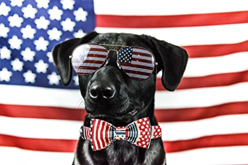 Independence Dog Collar (Blue Flag / Small (Pack of 1))
