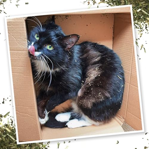 Purrple Passion Catnip Blend for Cats