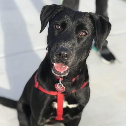 No Pull Dog Harness Small Sized Step (Red / X-Small)