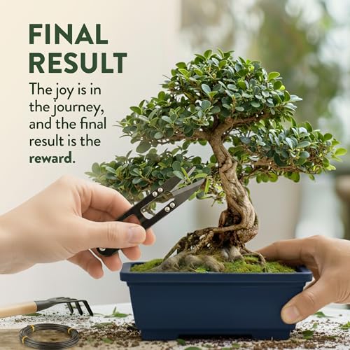 4 Bonsai Tree Starter Kit