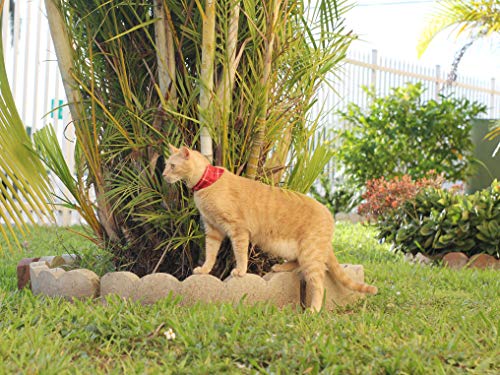 Puppy Collars for Small Dogs (Bandana-Red)