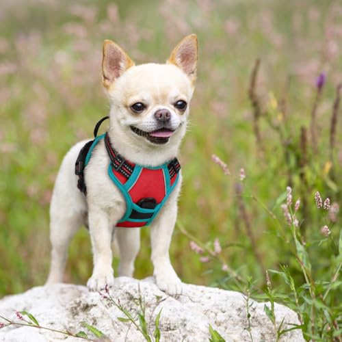 Dog Harness No Pull for Small Dogs with 2 Leash Clips (X-Small / Red & Teal)