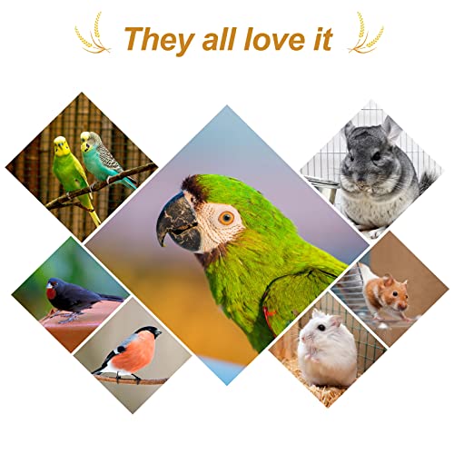 5.5LB Spray Millet for Parakeets