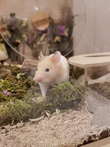 5L Forest Moss for Hamster Syrian Gerbils Bedding (5L / Natural Moss)