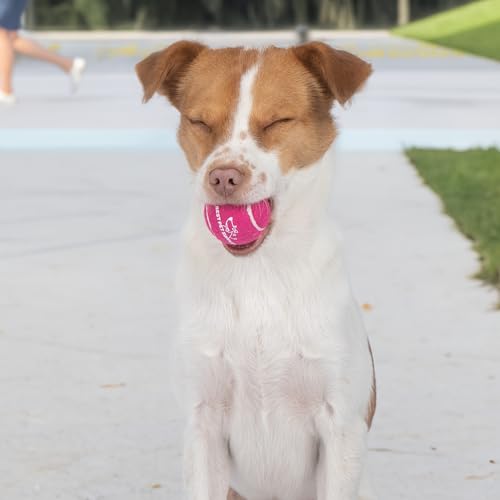 Interactive Squeaky Dog Chew Toy (Tennis (Assorted Color) / Small)