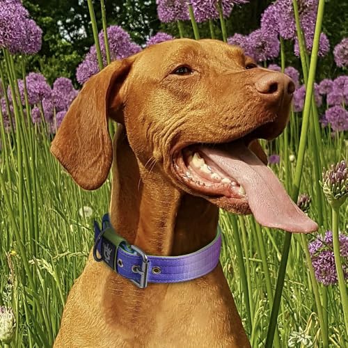 Heavy Duty Thick Dog Collar with Metal Buckle for Large Dogs (L – Fits Neck 18.9"-21.7" / Rainbow)