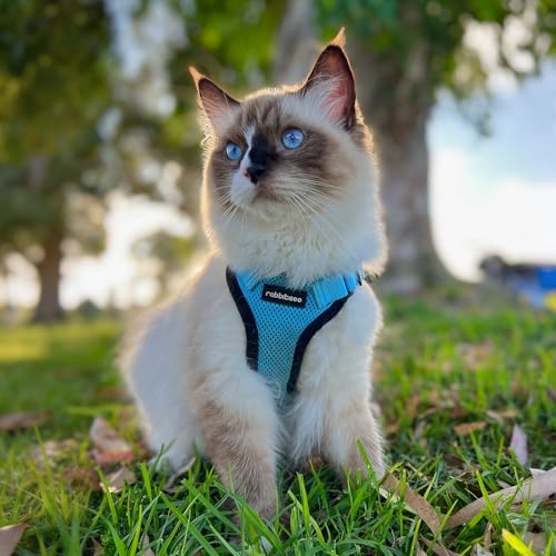 Cat Harness and Leash Set (M / Light Blue)