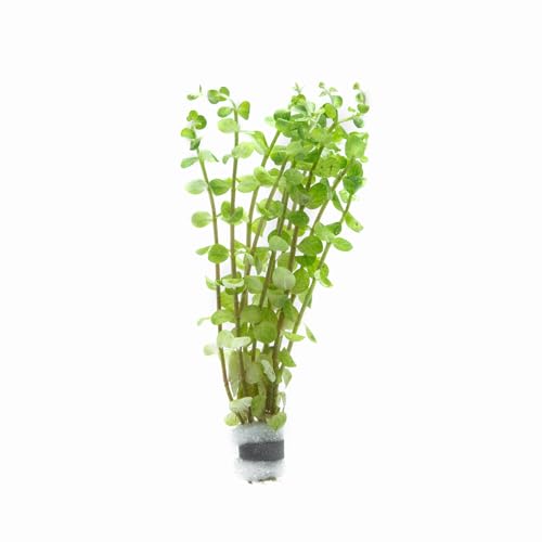 Live Aquarium Stem Plants (Lead Bunch / Rotala Colorata)
