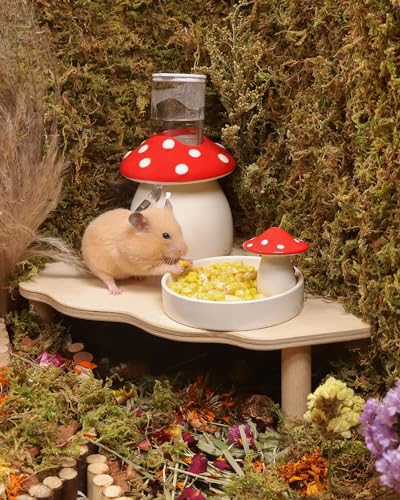 Hamster Snack & Treats Toy