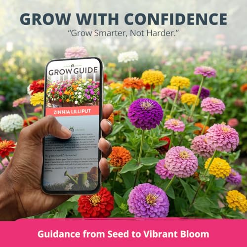 Zinnia Seeds Lilliput Mix