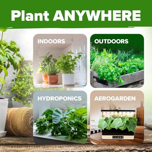 6 Herb Variety Pack 2650+ Seeds Extra Large Culinary Kit