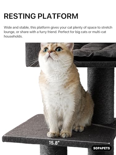 Maine Coon Cat Tree for Indoor Cats Large Adult (Black)