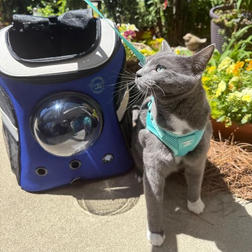 Travel Cat x Jackson Galaxy Harness and Leash Set (Extra Small)