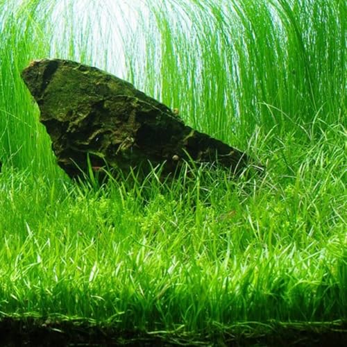 Aquarium Plants Discounts Potted Tall Hairgrass by AquaLeaf Aquatics (Potted Tall Hairgrass)