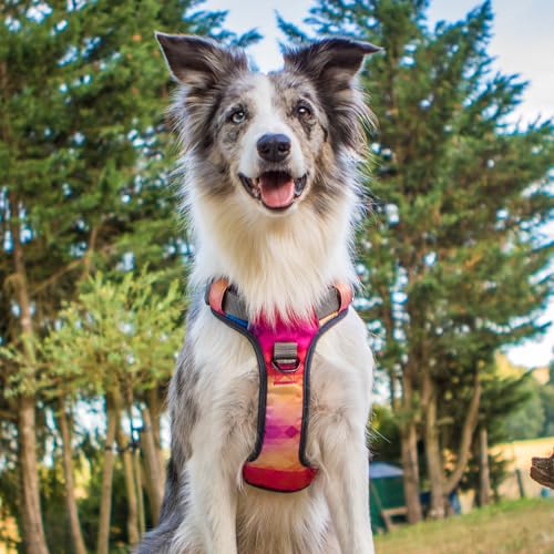 Embark No Pull Dog Harness (S / Aurora)