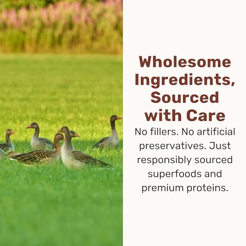 Superfood Nuggets (8 Ounce (Pack of 4))