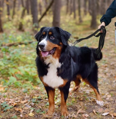 4FT 1IN Heavy Duty Dog Leash for Large Dogs with 2 Padded Handles (Black / 1 in x 4 ft)