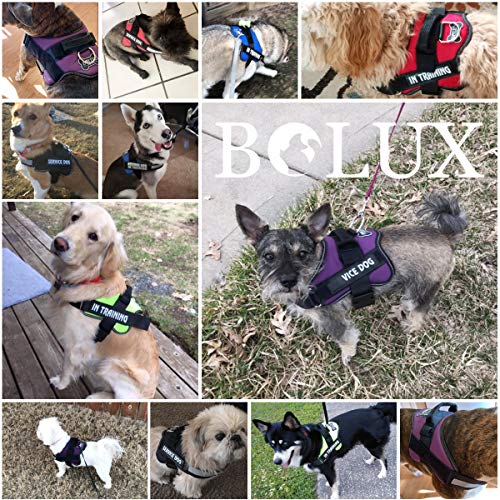 Dog Harness No (Small (Pack of 1) / Green)