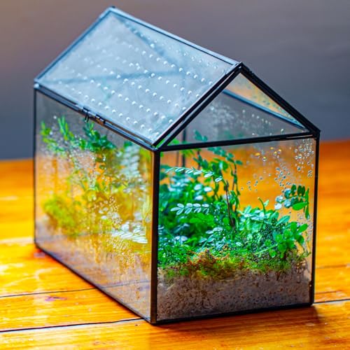 Glass Terrarium with Acrylic Lid