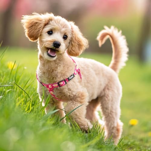 No Pull Dog Harness Small Sized Step (Fuchsia(Daisy) / X-Small)