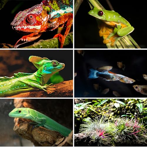 Large Tall Glass Reptile Tank 36"x18"x36" (36x18x36 inch)