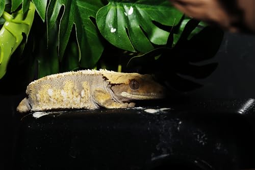 Reptile Terrarium Plants (Fake Monstera)