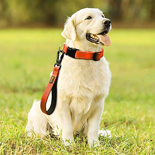 10” Short Dog Leash (Orange / 10 Inch (Pack of 1))
