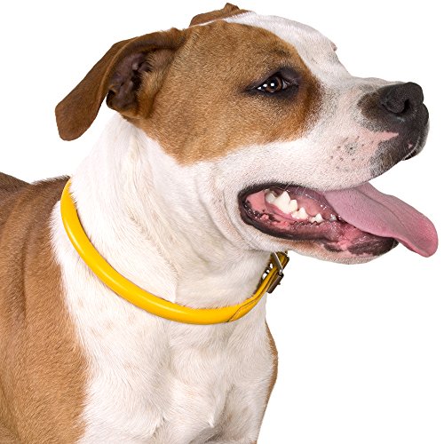 Tangle Free Rolled Leather Dog Collar