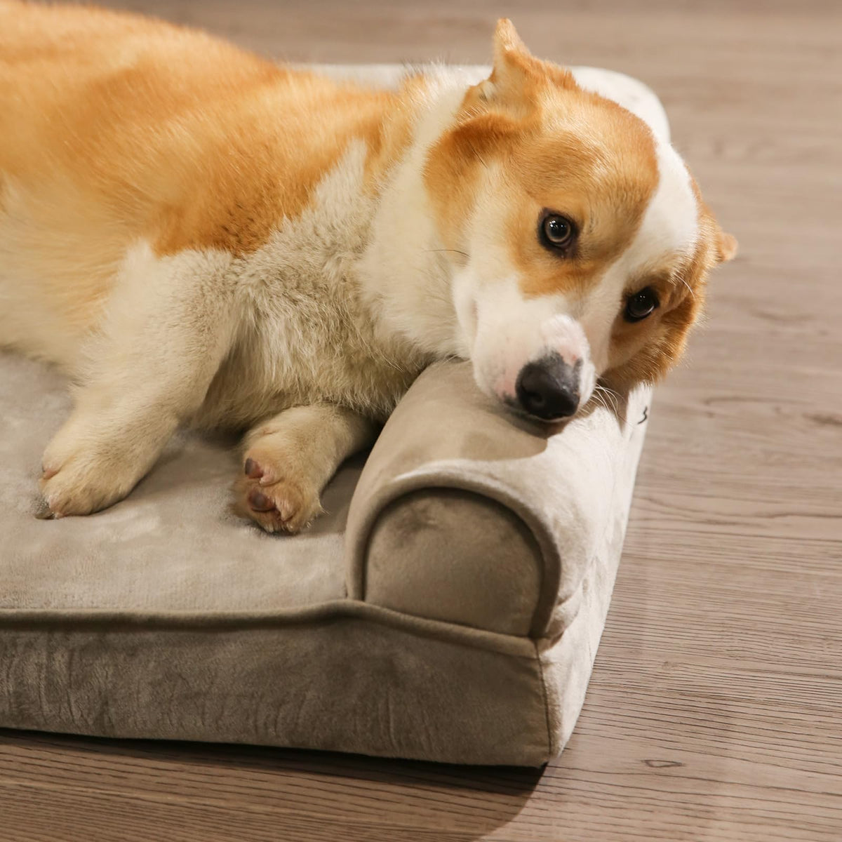 Dog Bed with Premium Foam (Sofa-Style Bed / Medium / Taupe)