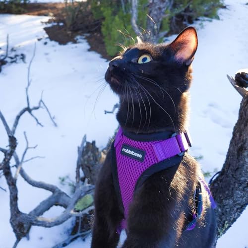 Cat Harness and Leash Set (M / Purple)