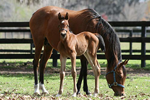 Leather Figure 8 Foal Halter