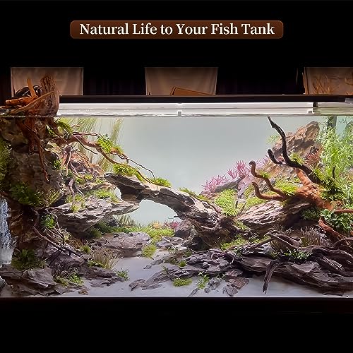 Natural Driftwood for Aquarium Decor Fish Tank Decor Reptile Decor (Spiderwood 7 to 11 Inch(Pack of 3))