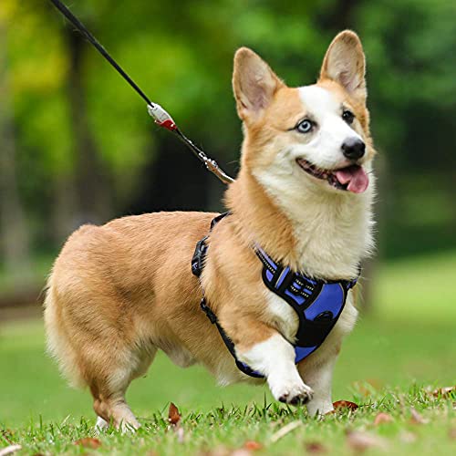 Dog Harness No Pull Medium Sized with 2 Leash Clips (Medium / Dazzling Blue)