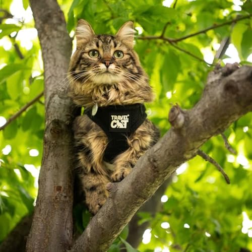 Travel Cat Harness and Leash Set (Large / Black)