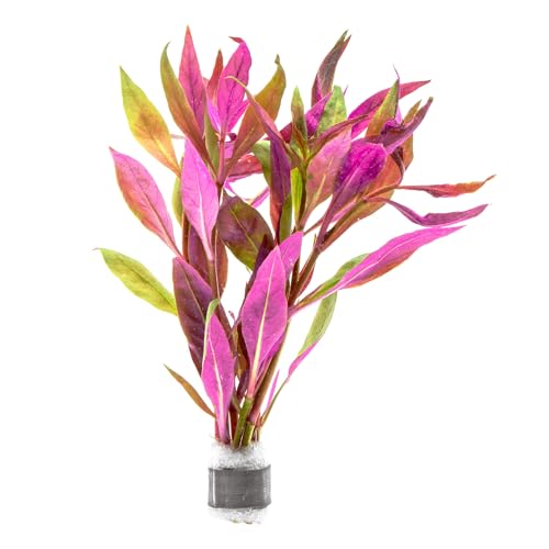 Live Aquarium Red Stem Plants (Lead Bunch / Alternanthera Lilacina)