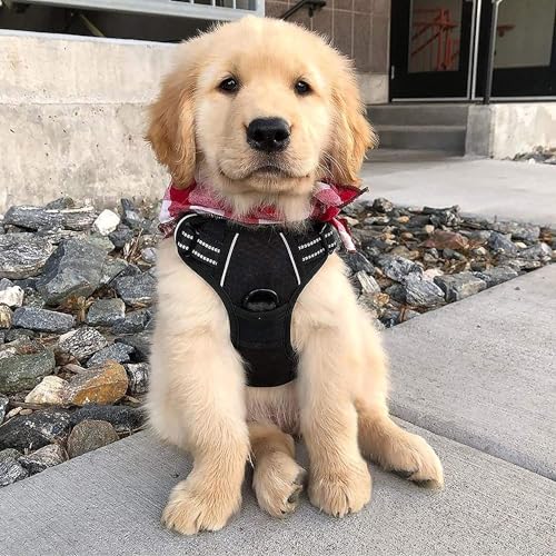 Dog Harness No Pull for Small Dogs with 2 Leash Clips (Small / Black)