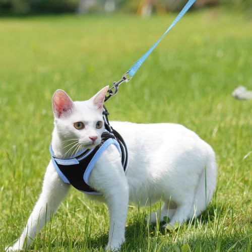 Cat Harness and Leash Set (M / Black & Light Blue)